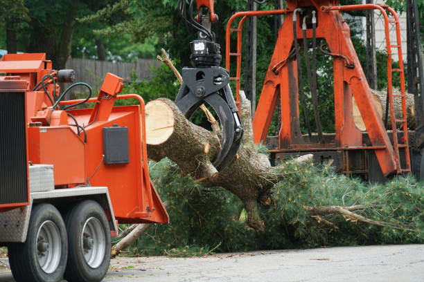 How Our Tree Care Process Works  in  Parkston, SD