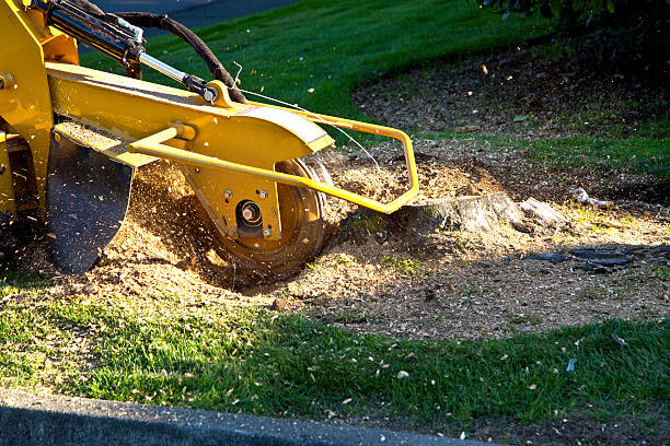 Best Aeration Services  in Parkston, SD