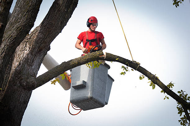 Best Arborist Consultation Services  in Parkston, SD